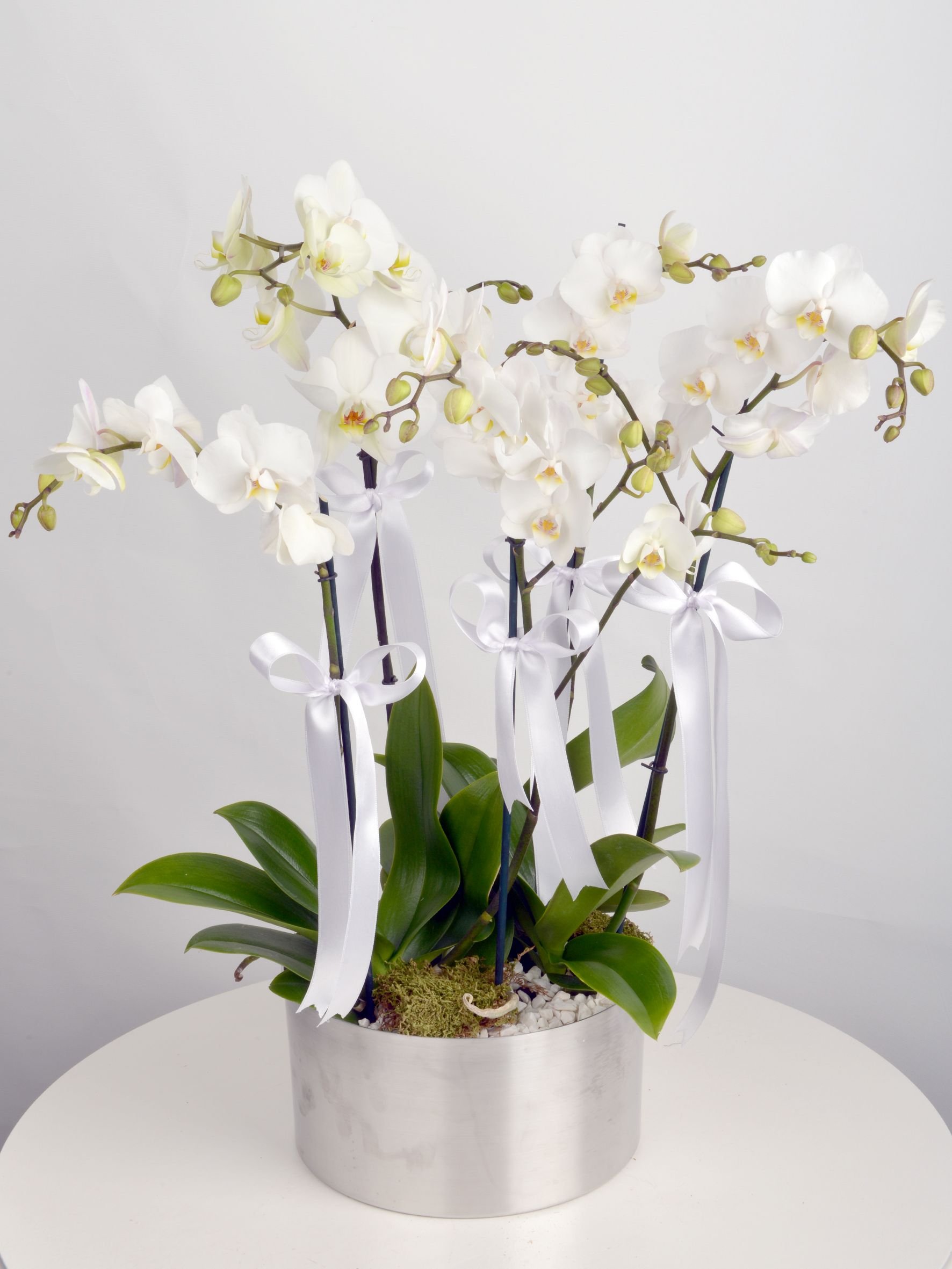 Dört Dallı Orkide Beyaz