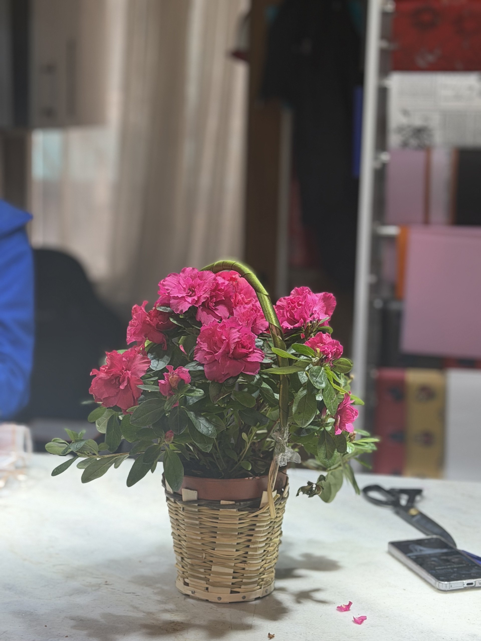 Saksı Açelya
