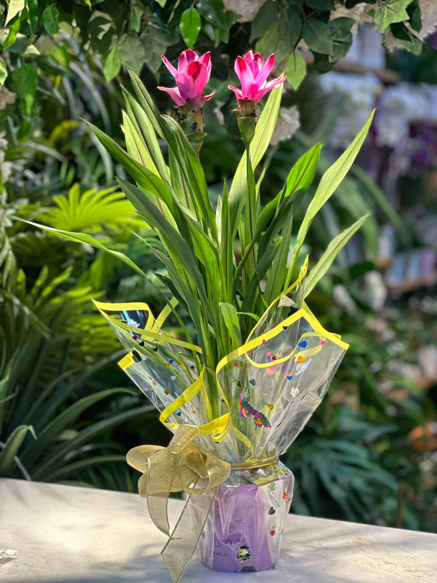 Saksı Curcuma
