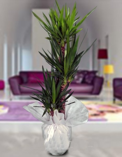 Yucca Anaç