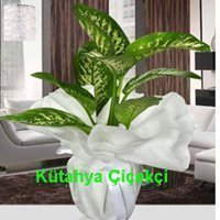 Dieffenbachia Orta Boy