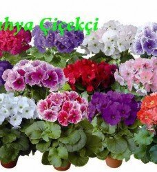 Onbiray Primula
