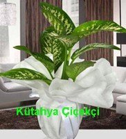 Dieffenbachia Orta Boy