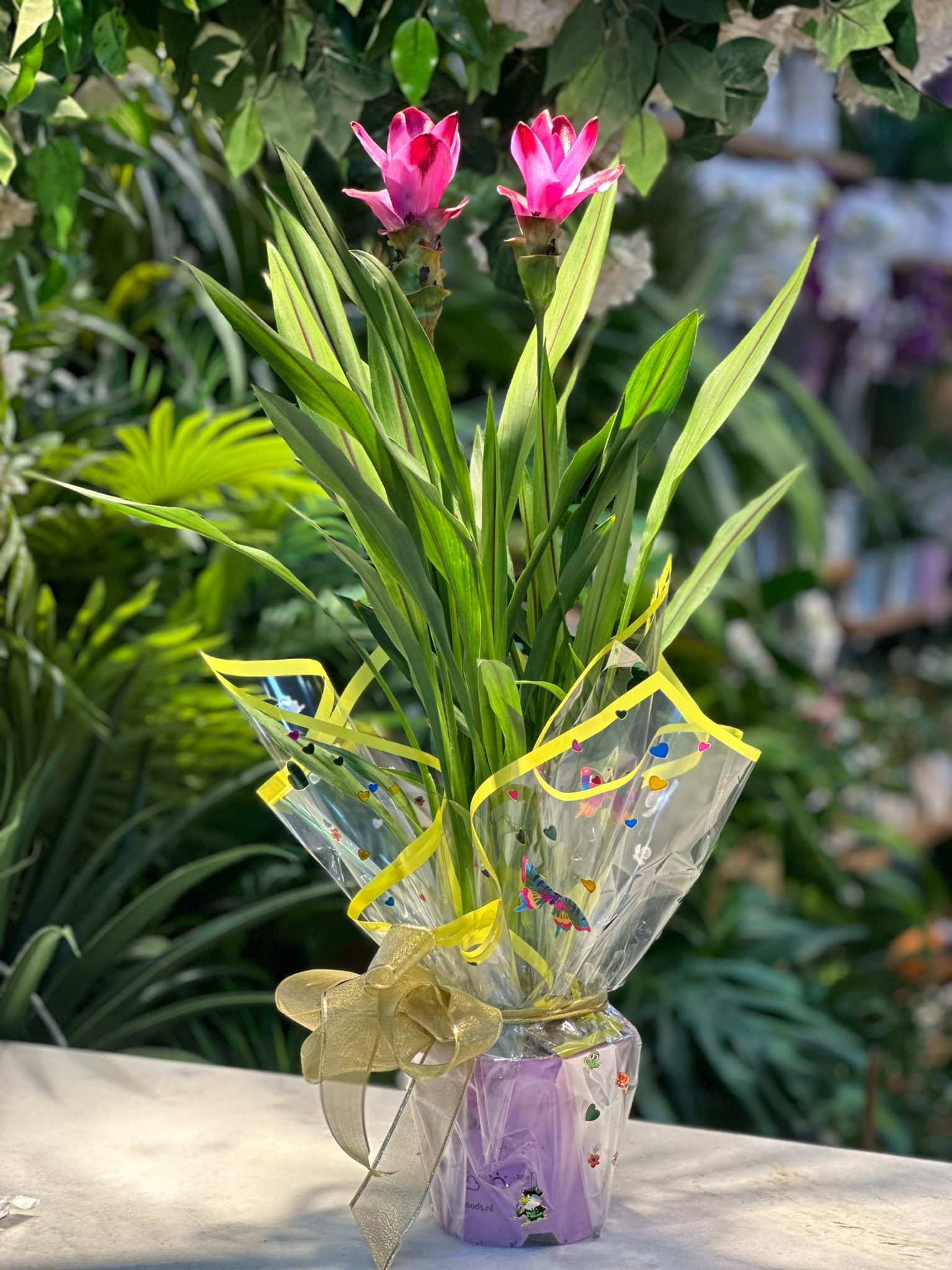 Saksı Curcuma