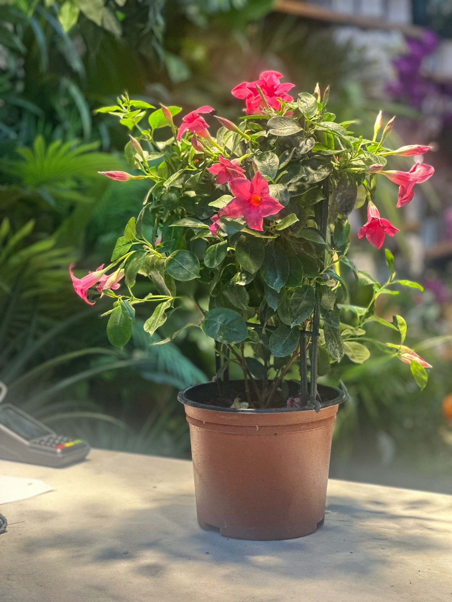 Mandevilla