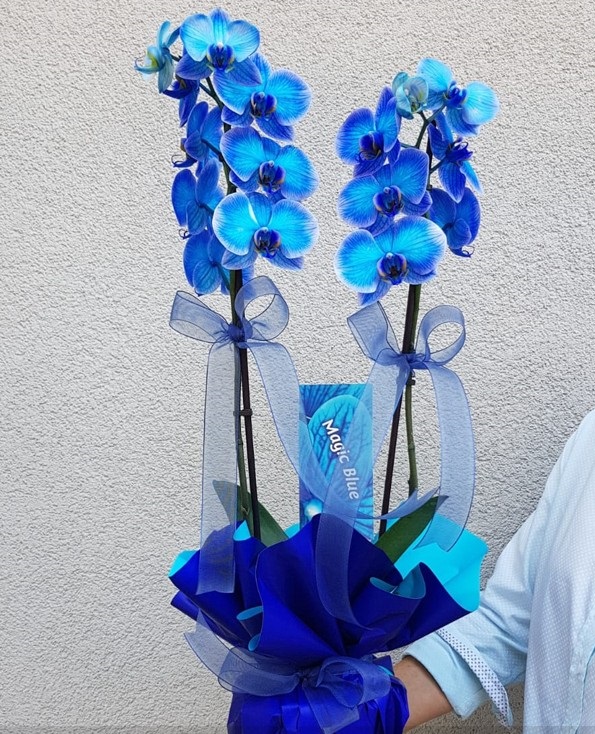 Mavi Orkide Saksıda