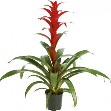 Guzmania