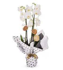 Çift Dal Orkide Beyaz