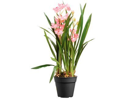 Spatyum-Orkide