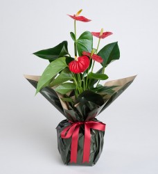 Anthurium