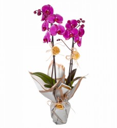 Saksıda Orkide Çift Dal