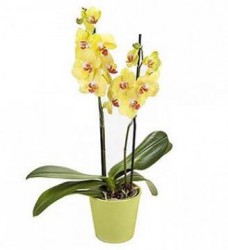 Çift Dal Orkide Sarı