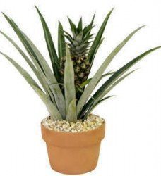 Saksıda Ananas
