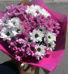 Pembe-Beyaz Papatya